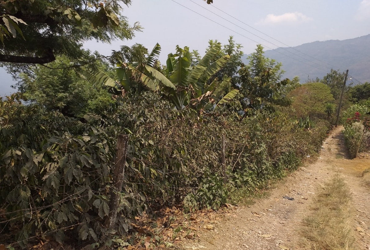 Guatemala • Huehuetenango • Light Roast