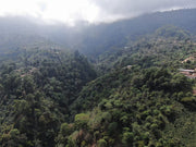 Wholesale Guatemala  • Organic & FairTrade® • DARK ROAST