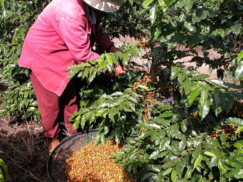 Brazil • Cachoeira da Grama • Medium Roast