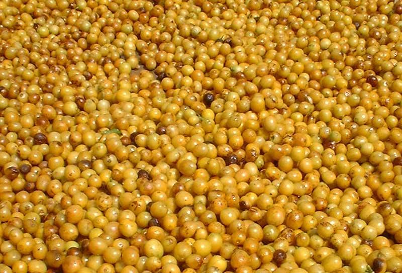 Brazil • Cachoeira da Grama • Medium Roast