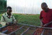 Ethiopia Sidamo - Fair Trade Organic