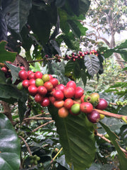 Wholesale RECREO •  Multi Roast • Colombia